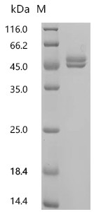 Recombinant Chicken Ovalbumin (SERPINB14) (CSB-YP2532CH)