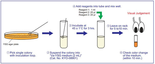Experimental Procedure