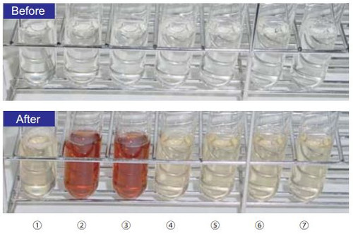 Brown color indicates contamination of AAT 1.Negative Control 2. A. acidoterrestris B2067 3. A. acidoterrestris ATCC49025T 4. A. acidocaldarius ATCC27009T 5. A. acidocaldarius HP2 6. A. genomic sp. P2 7. A. genomic sp. DSM11983