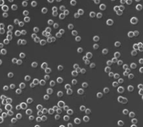 Suspension Chinese Hamster Ovary (CHO) Cells