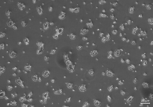Human Embryonic Kidney 293 (HEK293) Cells