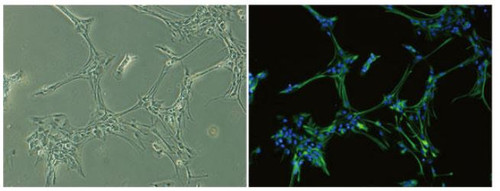 Astrocyte Culture medium