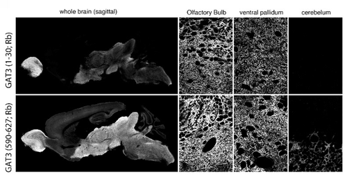 Anti GAT-3 (plasmalemmal GABA transporter-3, Slc6a11, 1-30) pAb