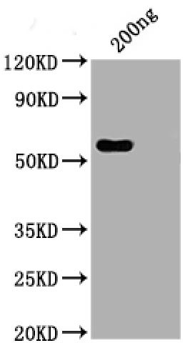 Western BlotPositive WB detected in: His tag-tagged SARS-CoV-2 nucleocapsid recombinant protein from E. Coli (CSB-EP3325GMY)SARS-CoV-2 nucleocapsid antibody at 1:1000 (CSB-RA33255A1GMY)SecondaryPeroxidase-Affinipure Goat Anti-Human IgG, Fcγ Fragment Specific (CSB-PA160506) at 1/20000 dilutionPredicted band size: 48 kDaObserved band size: 55 kDa