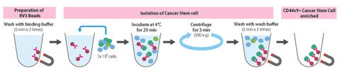 Magnetic Cell Separation Kit for Human CD44v9+ Cancer Stem Cell