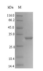 (Tris-Glycine gel) Discontinuous SDS-PAGE (reduced) with 5% enrichment gel and 15% separation gel.