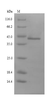 (Tris-Glycine gel) Discontinuous SDS-PAGE (reduced) with 5% enrichment gel and 15% separation gel.