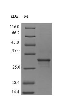 (Tris-Glycine gel) Discontinuous SDS-PAGE (reduced) with 5% enrichment gel and 15% separation gel.