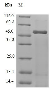 (Tris-Glycine gel) Discontinuous SDS-PAGE (reduced) with 5% enrichment gel and 15% separation gel.