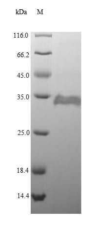 Recombinant Escherichia coli Peptidyl-prolyl cis-trans isomerase A(ppiA) (CSB-EP360284EOD)