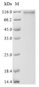 Amyloid-Beta A4 Precursor Protein-Binding Family A Member 2 (APBA2) N-terminal 10xHis-tagged and C-terminal Myc-tagged (mammalian cell-derived, recombinant human)