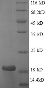 Caspase-3 (CASP3) partial, N-terminal 6xHis-tagged (E. coli-derived, recombinant human)
