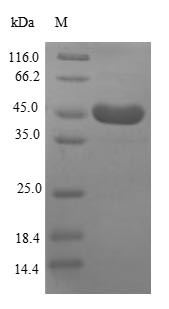 Heat Shock Protein HSP90-Alpha (HSP90AA1) partial, N-terminal 6xHis-SUMO-tagged (E. coli-derived, recombinant human)