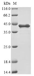Heat Shock Protein HSP90-Alpha (HSP90AA1) partial, C-terminal 6xHis-tagged (E. coli-derived, recombinant human)