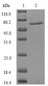 Recombinant Human Importin subunit alpha-5(KPNA1),partial (CSB-EP012483HU1)