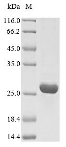 Insulin-like growth factor 1 receptor (IGF1R) partial, N-terminal 6xHis-tagged (E. coli-derived, recombinant human)