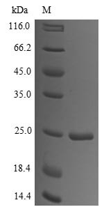 Islet Amyloid Polypeptide (IAPP) partial, N-terminal 6xHis-tagged (yeast-derived, recombinant human)