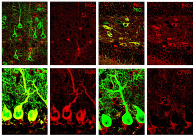 Anti Protein Kinase C Gamma (PRKCG/PKCγ) pAb (Rabbit, Affinity Purified)