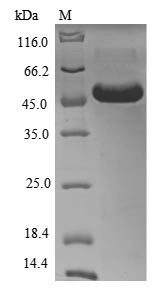 Myeloid Cell Surface Antigen CD33 (CD33) partial, N-terminal 10xHis-SUMO-tagged and C-terminal Myc-tagged (E. coli-derived, recombinant human)