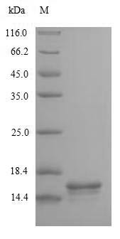 T-Cell Surface Glycoprotein CD3 Epsilon Chain (CD3E) partial, (CSB-YP004931HU) (yeast-derived, recombinant human)
