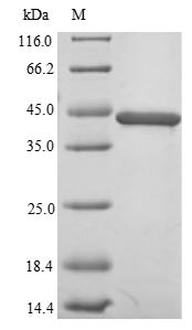 TAR DNA-binding protein 43 (TDP-43/TARDBP) partial, N-terminal 6xHis-tagged (yeast-derived, recombinant human)