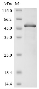 Recombinant Human Triggering receptor expressed on myeloid cells 2(TREM2),partial (CSB-EP024405HUd1)