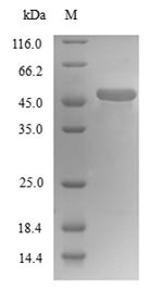 Tubulin Beta-4A Chain (TUBB4A) N-terminal 6xHis-tagged (yeast-derived, recombinant human)