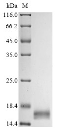 Angiogenin (Ang) N-terminal 6xHis-tagged (yeast-derived, recombinant mouse)