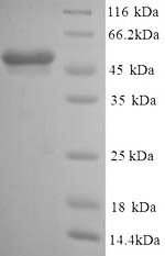 Recombinant Mouse Glial fibrillary acidic protein(GFAP) (CSB-YP009369MO)