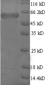Microtubule-Associated Protein 2 (MAP2) partial, N-terminal 6xHis-SUMO-tagged (E. coli-derived, recombinant mouse)