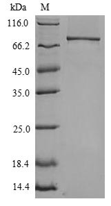 Recombinant Mouse Toll-like receptor 4(Tlr4),partial (CSB-YP023603MO)