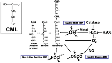 Anti N(Epsilon)-(Carboxymethyl) Lysine (CML) mAb (Clone 2G11)