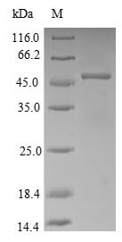Apolipoprotein E (APOE) partial, N-terminal 10xHis-SUMO-tagged and C-terminal Myc-tagged (E. coli-derived, recombinant rabbit)
