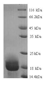 Allograft inflammatory factor 1 (Aif1) N-terminal 6xHis-tagged (yeast-derived, recombinant rat)