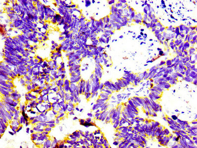 Anti CD74 mAb (Clone 8H11)