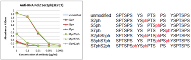 Anti DNA-Directed RNA Polymerase II Subunit RPB1 (POLR2A) CTD Phosopho-Ser2 mAb (Clone 3E7C7)