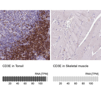 Anti CD3E mAb (Clone CL1466, ATL-AMAb90876 w/enhanced validation)