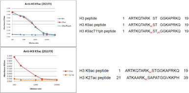 Anti Histone H3.1 (HIST1H3A) K9Ac mAb (Clone 2G1F9)