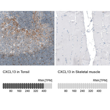 Anti CXCL13 mAb (Clone CL10543, ATL-AMAb91629 w/enhanced validation)