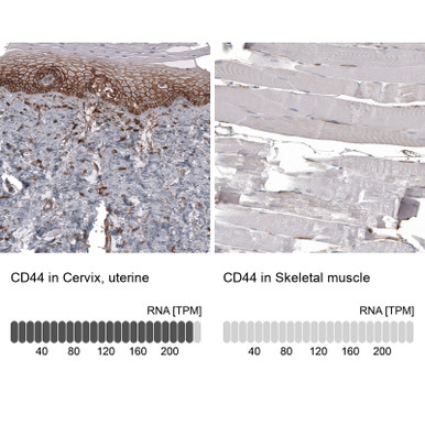 Anti CD44 mAb (Clone CL13318, ATL-AMAb91845 w/enhanced validation)