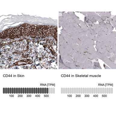 Anti CD44 mAb (Clone CL13319, ATL-AMAb91846 w/enhanced validation)