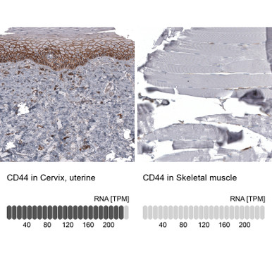 Anti CD44 mAb (Clone CL13328, ATL-AMAb91848 w/enhanced validation)