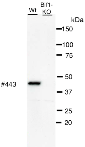 Anti Endophilin-B1 (SH3GLB1/BIF1) mAb (Clone BIF1-443)