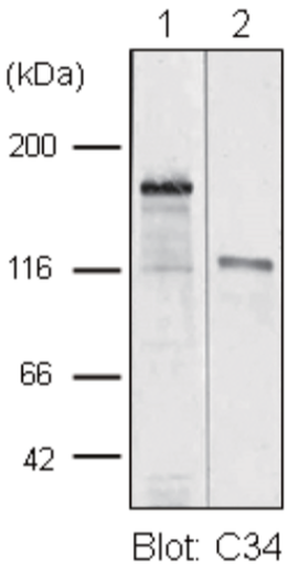 Anti Collagen Alpha-1(XVII) Chain (BP180/BPAG2) mAb (Clone C34)