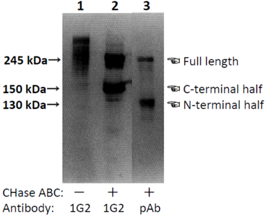 Anti Neurocan (NCAN) mAb (Clone 1G2)