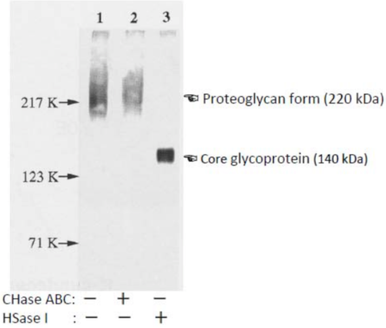 Anti N-Syndecan (SDC3) pAb