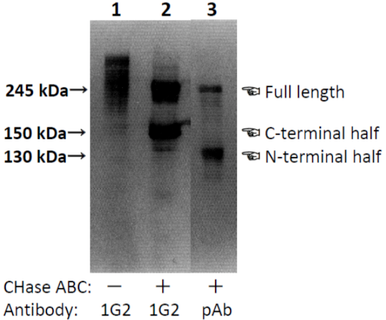 Anti Neurocan (NCAN) Peptides pAb