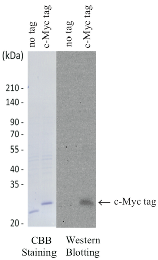 Anti Myc Proto-Oncogene Protein (c-Myc) mAb (Clone 9E10)