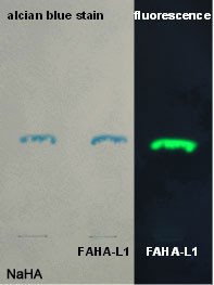 Fluoresceinamine Labeled Sodium Hyaluronate (L1)