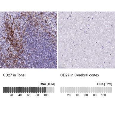 Anti CD27 pAb (ATL-HPA038936 w/enhanced validation)